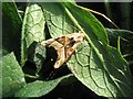 Angle shades moth on comfrey leaves