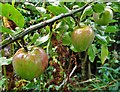 Apples in a Sheffield suburban garden