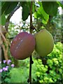 Victoria plums in a Sheffield suburban garden