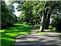 Trees in Ponteland Park