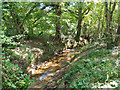 Stream at edge of Wellfield Copse