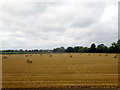 Hayfield north of Leominster