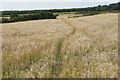 NY0733 : Barley field above Little Broughton by Bill Boaden