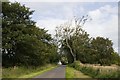 Ash dieback (Hymenoscyphus fraxineus)