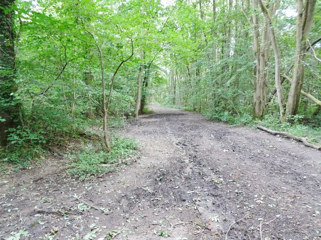 Muddy Path