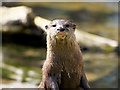 SD4214 : Asian Short-clawed Otter at Martin Mere by David Dixon