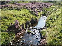 NT6266 : A stream at Johnscleugh above Garvald by Jennifer Petrie