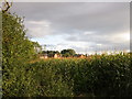 Field of maize at Hoveringham