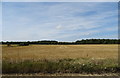 Stubble field off Radwinter Road