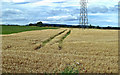 Buchan barley field