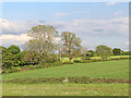 Pasture and woodland near Huddlesford in Staffordshire