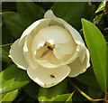 ST3505 : Magnolia, Forde Abbey by Derek Harper