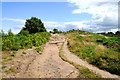SJ2484 : Path on Thurstaston Hill by Jeff Buck