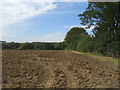 Field and hedgerow, Kedington End