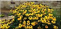 Flower Beds in Fossil Garden, Saltburn by the Sea