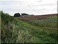 Other side of hedgeline near Printonan in the Scottish Borders