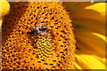 Busy bee & sunflower