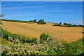 Washford : Countryside Scenery