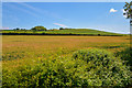 Old Cleeve : Grassy Field