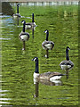 Canada Geese on the Peak Forest Canal in Derbyshire