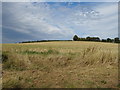 Hillside field near Somerton Hall