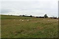 Grassland on the edge of Embleton