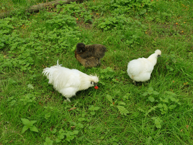 Temple Newsam farm - rare breed hens
