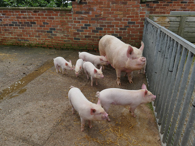 Temple Newsam farm - Hope and her piglets