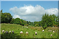 Pasture north of Furness Vale in Derbyshire