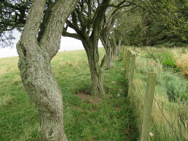 Line of thorn trees above Houndwood in... © ian shiell :: Geograph ...