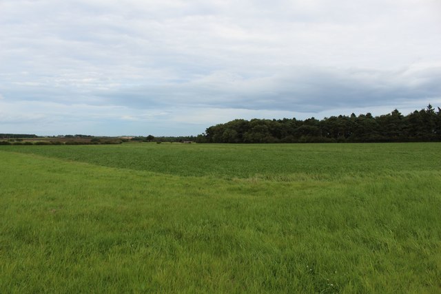 Arable field next to Brunton Covert