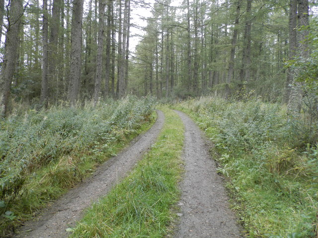 Entry track into Culloden Forest