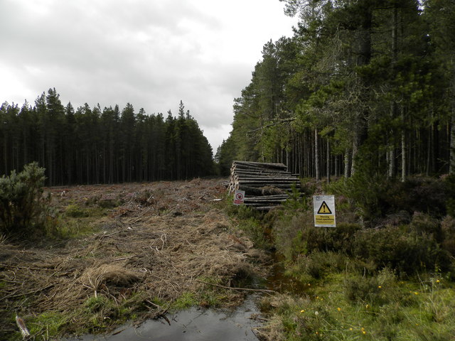 Logging in Culloden Forest
