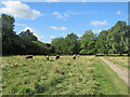 Cattle on Stourbridge Common