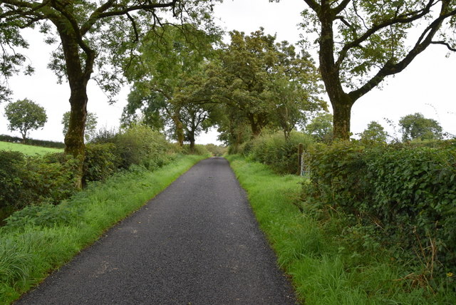 Trees along Cranmore Road, Ranelly © Kenneth Allen cc-by-sa/2.0 ...