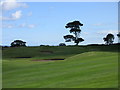 NO4836 : Kingennie Golf Course, 6th/15th Holes, Blawearie by Scott Cormie