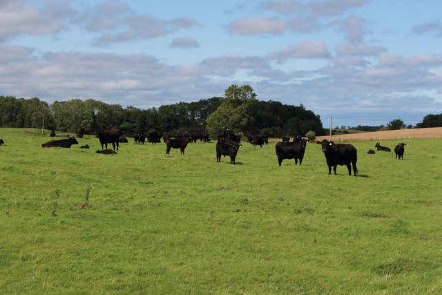 Grazing cattle north of Crutch Plantation