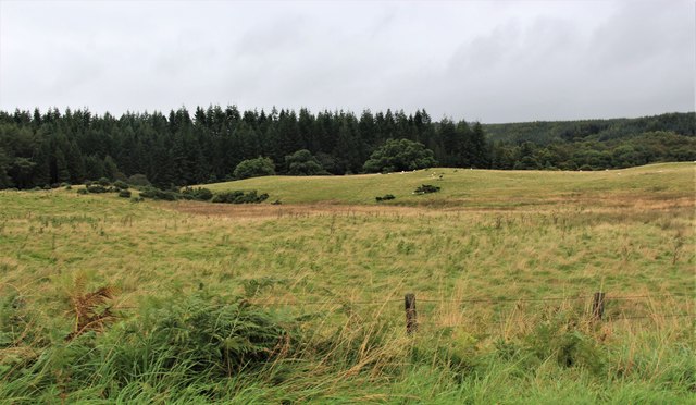 Grazing and forest at Torrie