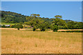 Lydeard St Lawrence : Grassy Field