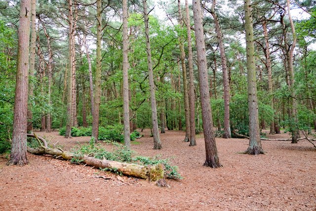Woodland on Thurstaston Common