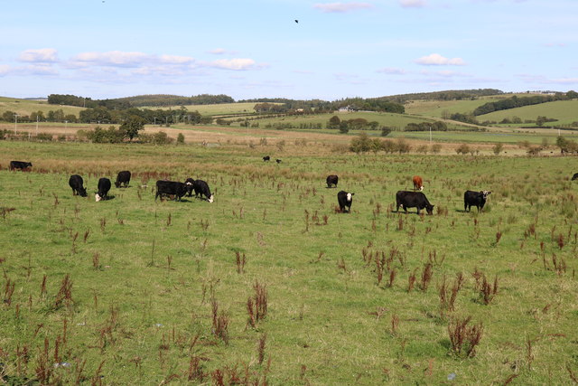 Cattle Grazing © Billy McCrorie :: Geograph Britain and Ireland