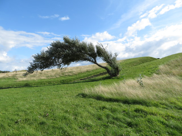 Windswept tree near Sandy Water Park, Llanelli