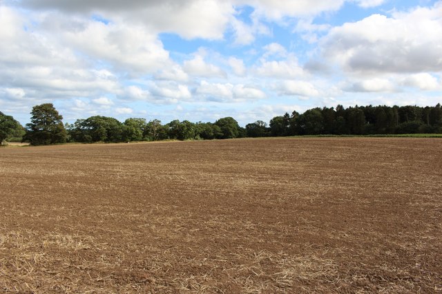 Arable field south of Ellingham School
