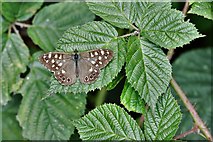 TL6300 : Fryerning, St. Mary's Church: Area laid aside for nature, Speckled Wood butterfly 2 by Michael Garlick