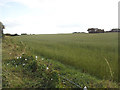 Grassland to the west of Upper Batley Low Lane 