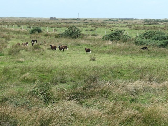 Sheep grazing east of Caernarfon Airport