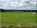 Grazing near Audley