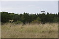 NT6977 : Rough grassland and woodland near Broxburn by Mike Pennington