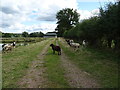 Sheep on farm track near The Brodder