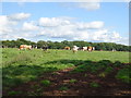 Cattle near Woodseaves Manor Farm